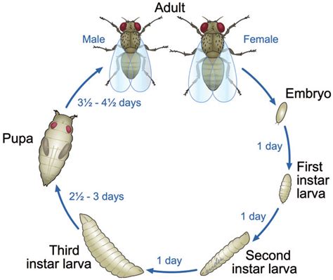 Figure 1. The whole life cycle of the fruit fly Drosophila is ...