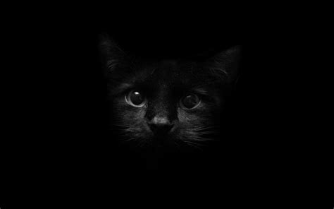 Wallpapers Black Cat - Wallpaper Cave