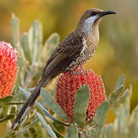 Western Wattlebird - S.W. Western Australia..member of the honeyeater ...