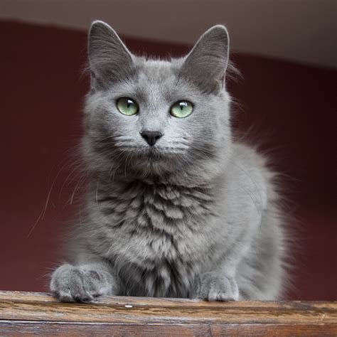 Charming Nebelung photo and wallpaper. Beautiful Charming Nebelung pictures