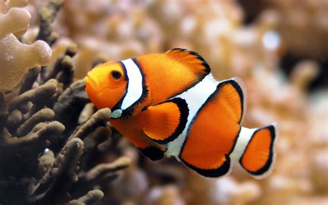 Animals of the world: Amphiprioninae (Nemo) 1/2