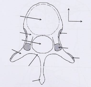 Vue supérieur d'une vertèbre thoracique Diagram | Quizlet