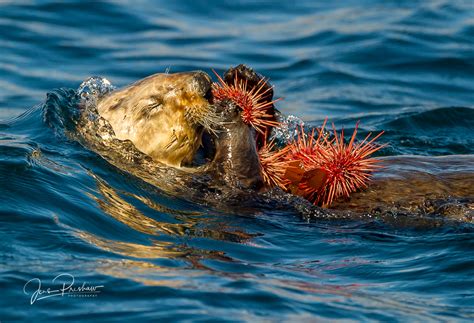 Sea Otter Eating Purple Sea Urchins | Vancouver Island, British Columbia | Jens Preshaw Photography