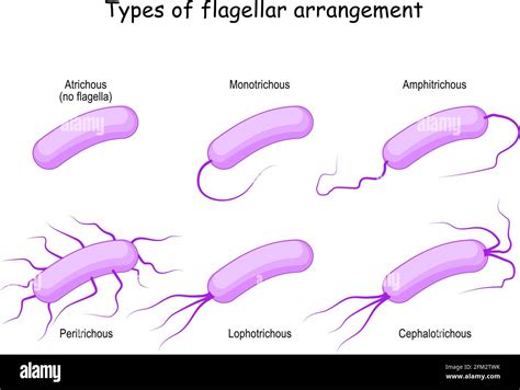 Types of flagellar arrangement for example bacteria: from Atrichous (no flagella) to ...