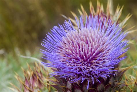 Close Up of Purple Thistle Flower-8932 | Stockarch Free Stock Photos