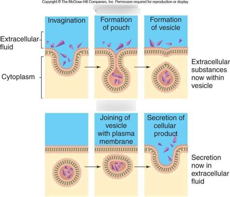 Vesicular Transport Diagram | Quizlet