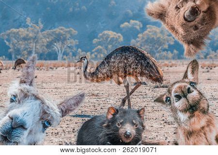 Funny Collage Animals Image & Photo (Free Trial) | Bigstock