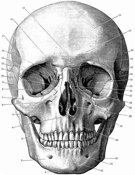 Human Skull Anatomy Drawing