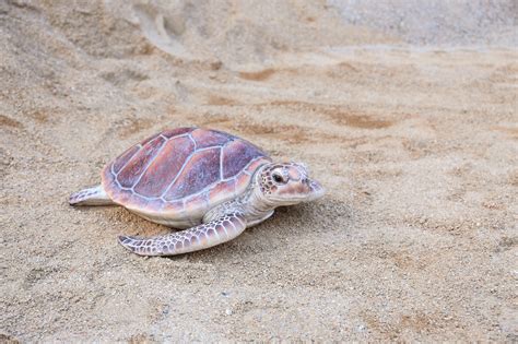 LARGE SEA TURTLE - Walmart.com