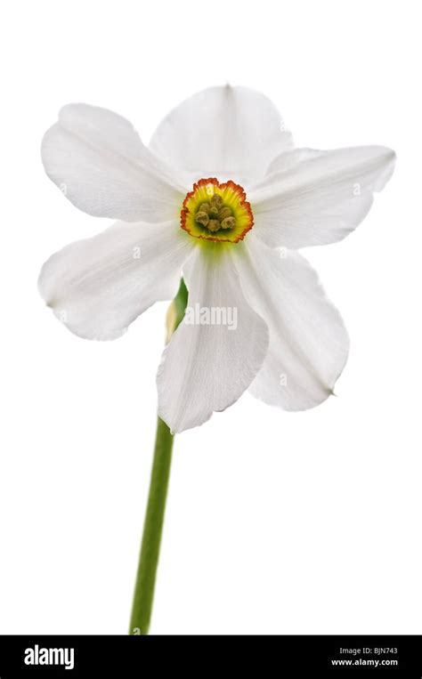 narcissus flower isolated on white Stock Photo - Alamy