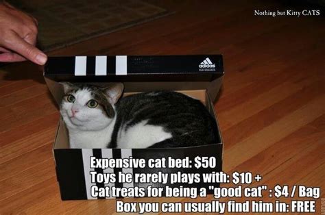 81 best Cat in box, cats in boxes, Funny, hillarious, felines love ...