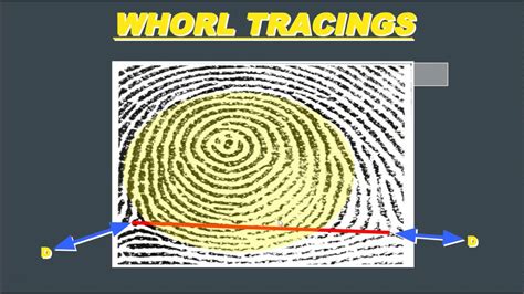 Plain Whorl Fingerprint