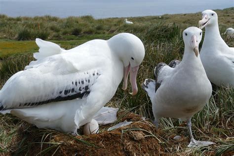 Remember The Razorbill: Wandering Albatross Breeding Season