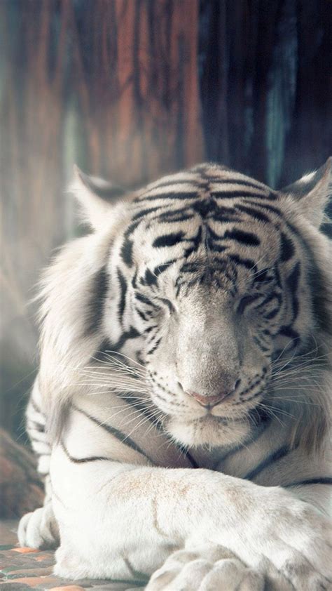 White Tiger iPhone Wallpapers - Top Free White Tiger iPhone Backgrounds - WallpaperAccess