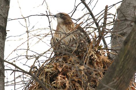 Red Tail Hawk Nest