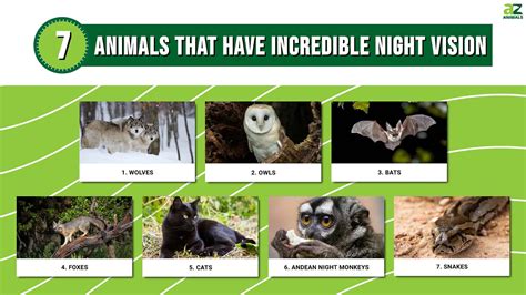 Discover 7 Animals That Have Incredible Night Vision - A-Z Animals