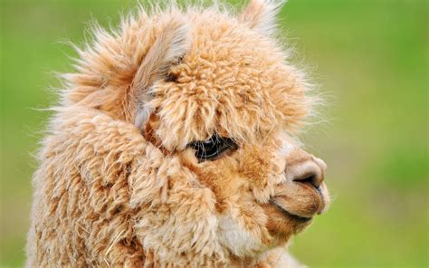 Cute Llama Desktop Wallpapers - Top Free Cute Llama Desktop Backgrounds - WallpaperAccess