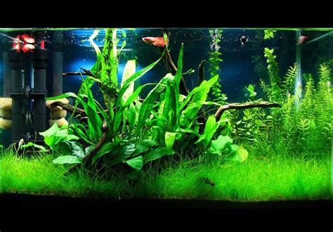 How To Care For Live Fish Tank Plants - How To Care Info