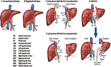 Liver Vasculature Anatomy