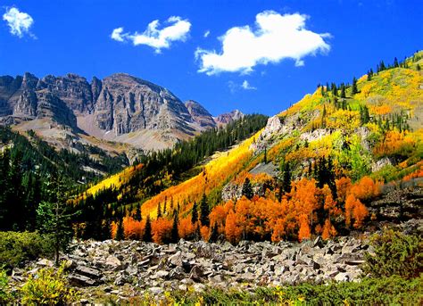 Aspen Fall Colors Photograph by Bob Augsburg