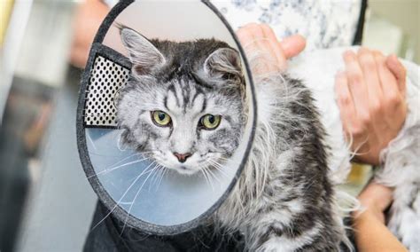 Professional Maine Coon Cat Grooming Close-up. Stock Image - Image of hair, adorable: 125860655