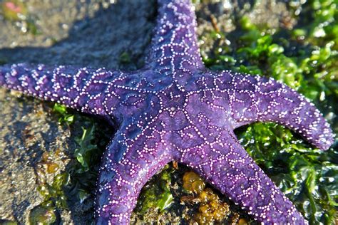 Purple Starfish | Starfish, Starfish tattoo, Underwater creatures