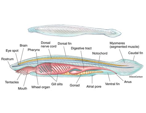 Lancelet - Amphioxus Anatomy | | Carlson Stock Art