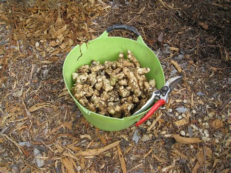 Harvesting Jerusalem Artichokes - Gardenerd | Jerusalem artichoke, Growing jerusalem artichoke ...