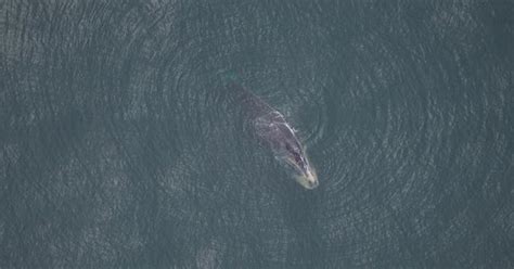 Environmentalists Feeling Hopeless About Latest Right Whale Entanglement