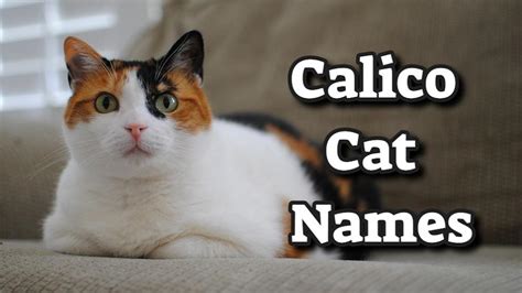 200+ Best Calico Cat Names With Meanings - Petmoo