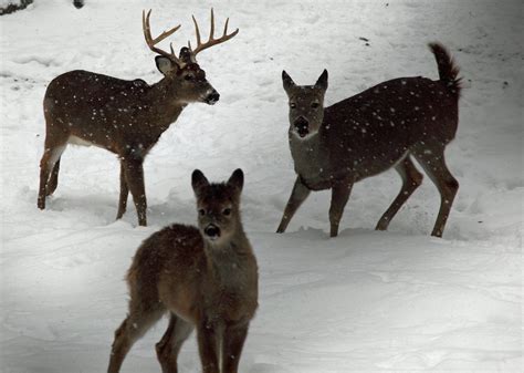 Whitetail Deer Family Winter Snow | Wildlife| Free Nature Pictures by ...