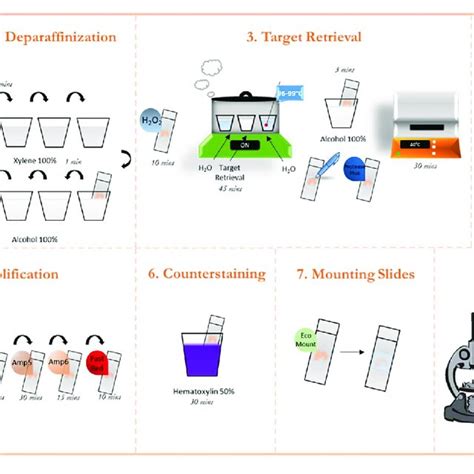 | Graphic protocol scheme Summary of the RNAScope staining protocol and... | Download Scientific ...