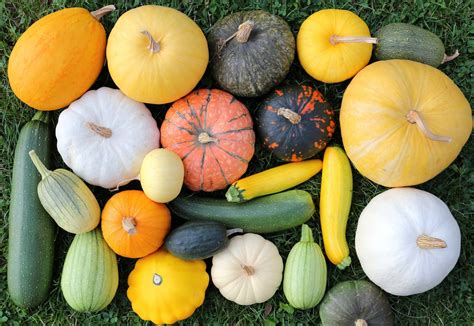 Edible Squash Varieties