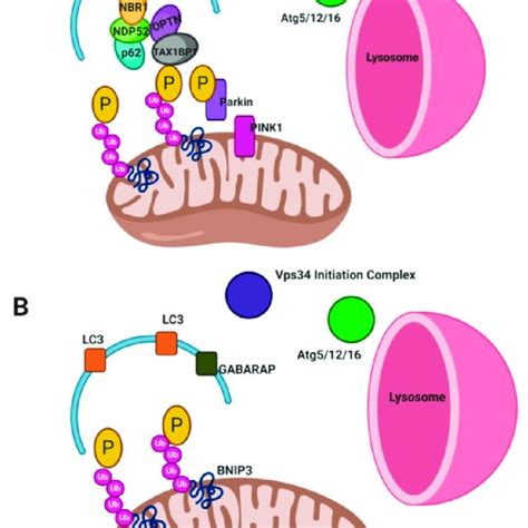 (PDF) Mitophagy and the Brain