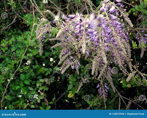 Wisteria Vines stock photo. Image of growing, green - 135872938