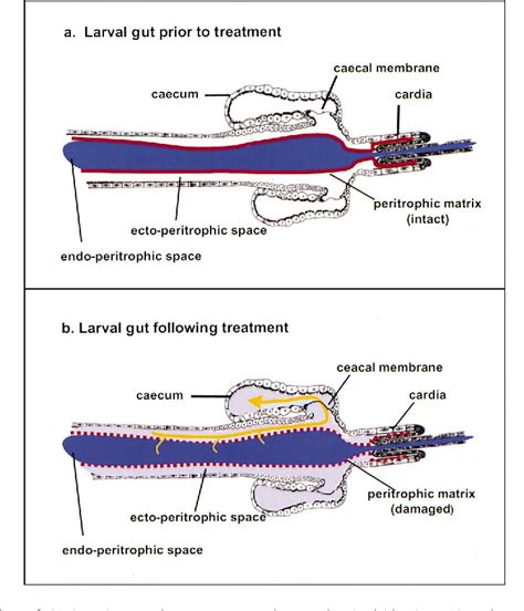 Anopheles Gambiae Larvae