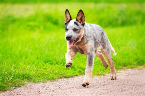 5 Blue Heeler Colors And All Markings Explained