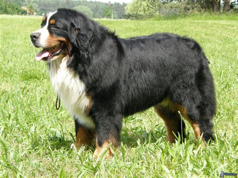 Bernese Mountain Dog wallpaper | 2048x1536 | #45709