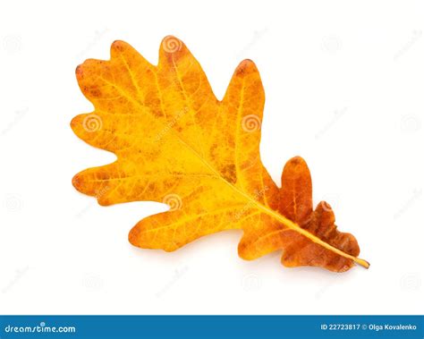 Colorful Autumn oak leaf stock image. Image of viburnum - 22723817