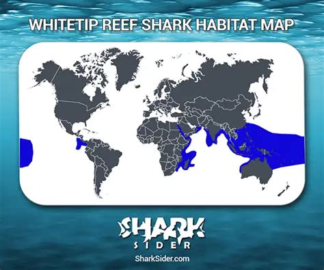 Learn All About Sharks Like The Whitetip Reef Shark - Shark Sider