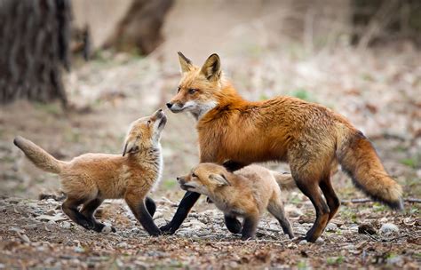 Photographing a Red Fox Family - NANPA