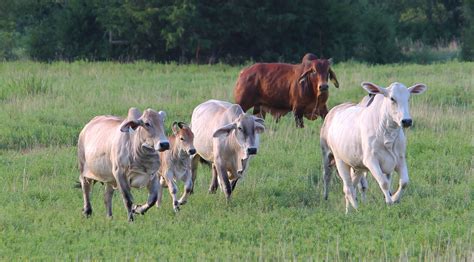 Brahman Cattle - Moore's Fish Farm