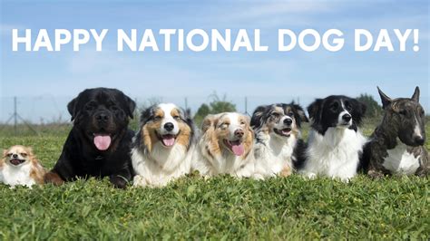 7 awesome dog videos in honor of National Dog Day Friday - ABC7 Chicago