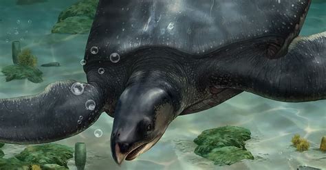 Ancient Giant Sea Turtle the Size of Rhino Discovered in Spain