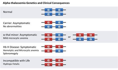 Apa Itu Thalassemia Alpha - LindseykruwKrause