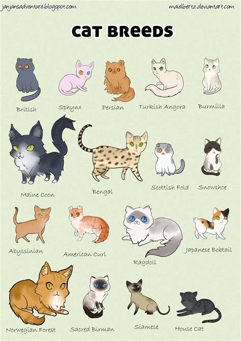 Cat Breeds Japan - Pets Lovers