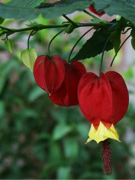 Abutilon megapotamicum (Trailing Abutilon) - World of Flowering Plants