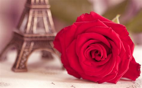 Flower Red Rose Eiffel Tower Photo wallpaper | 1920x1200 | #22921