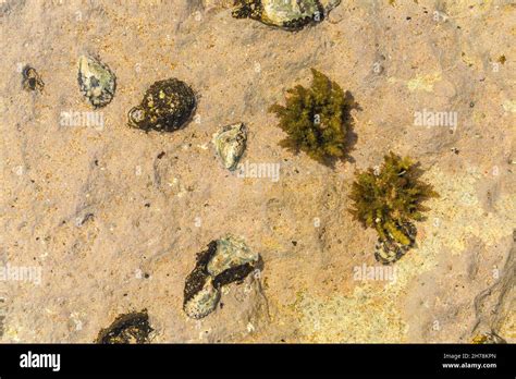 View of Chitons shell and Oyster fossil at the rocky shore or rockpool. It is a marine mollusc ...