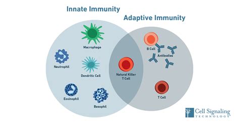 Immunology Overview: How does our immune system protect us?